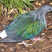 Nicobar Pigeon
